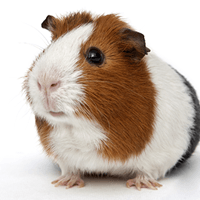 Cavia namen