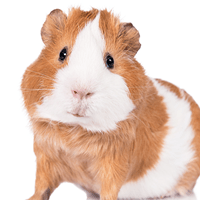 Hamsternamen