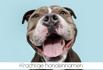 Krachtige hondennamen