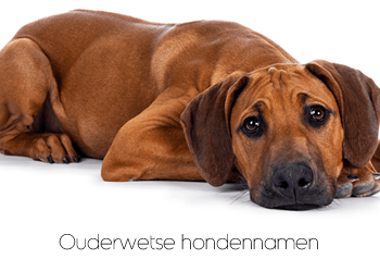 Ouderwetse hondennamen