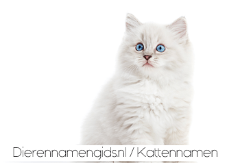 Kattennamen