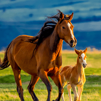 Paardennamen